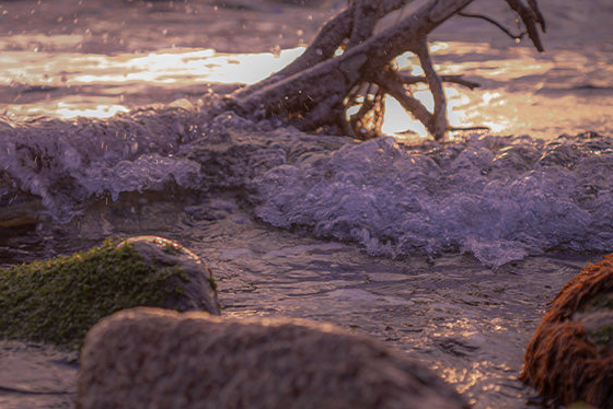 Bridge and Blendは2026年も1% for the Planetの認定ビジネスメンバーとして活動しています