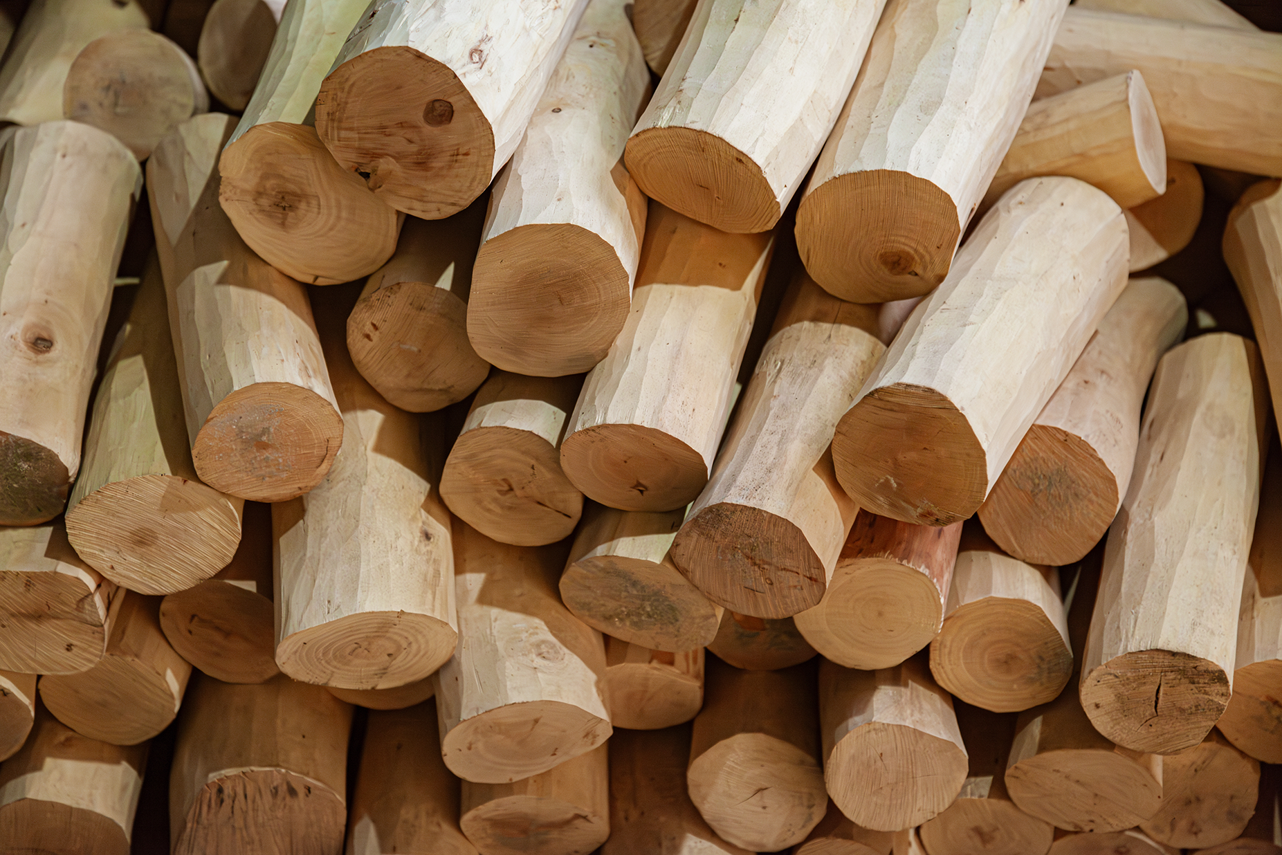 白檀の香り入門|初心者でもわかる!その特徴と魅力、選び方、そして効果