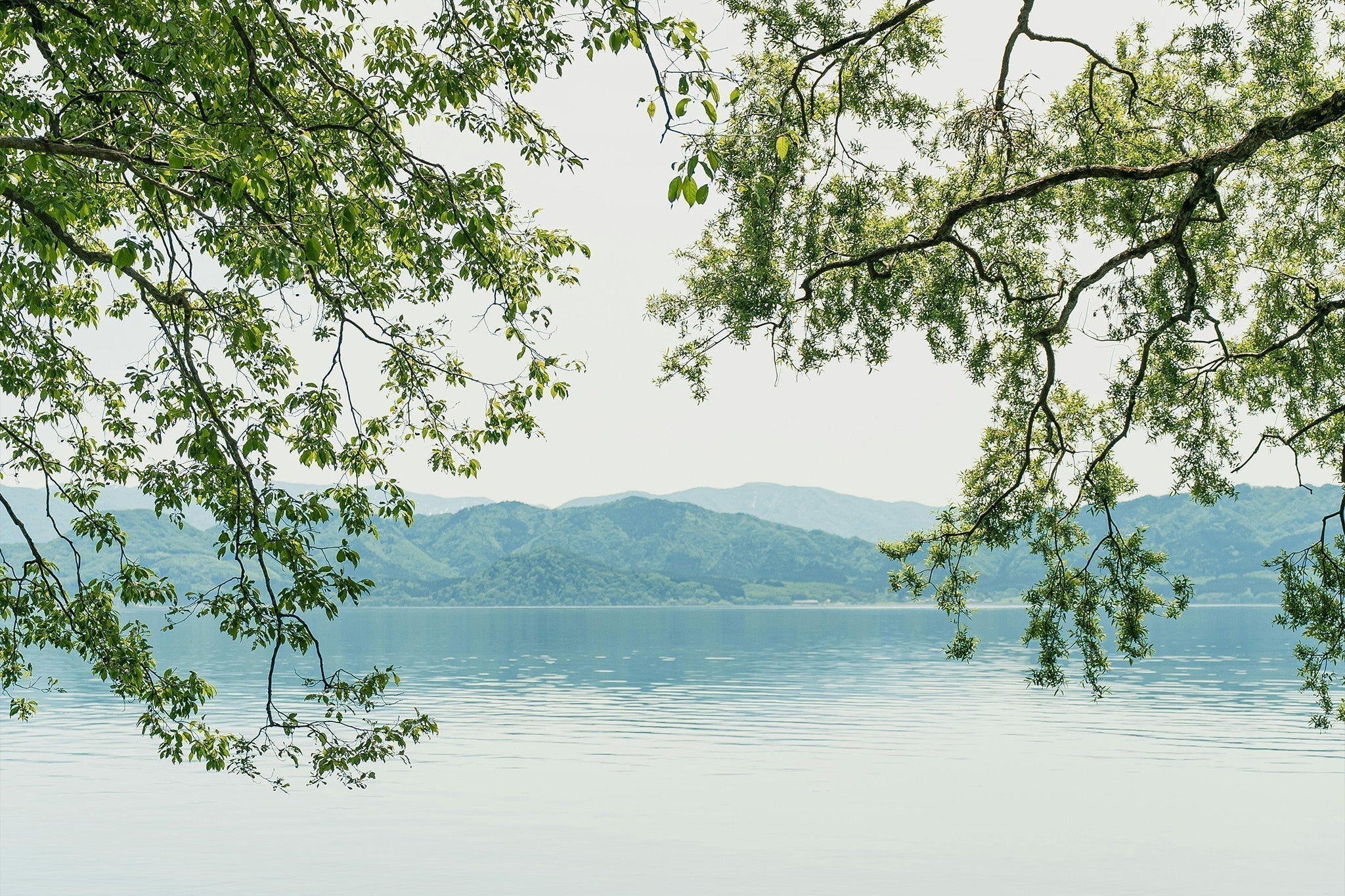香り文化は、自然とともに育まれてきた