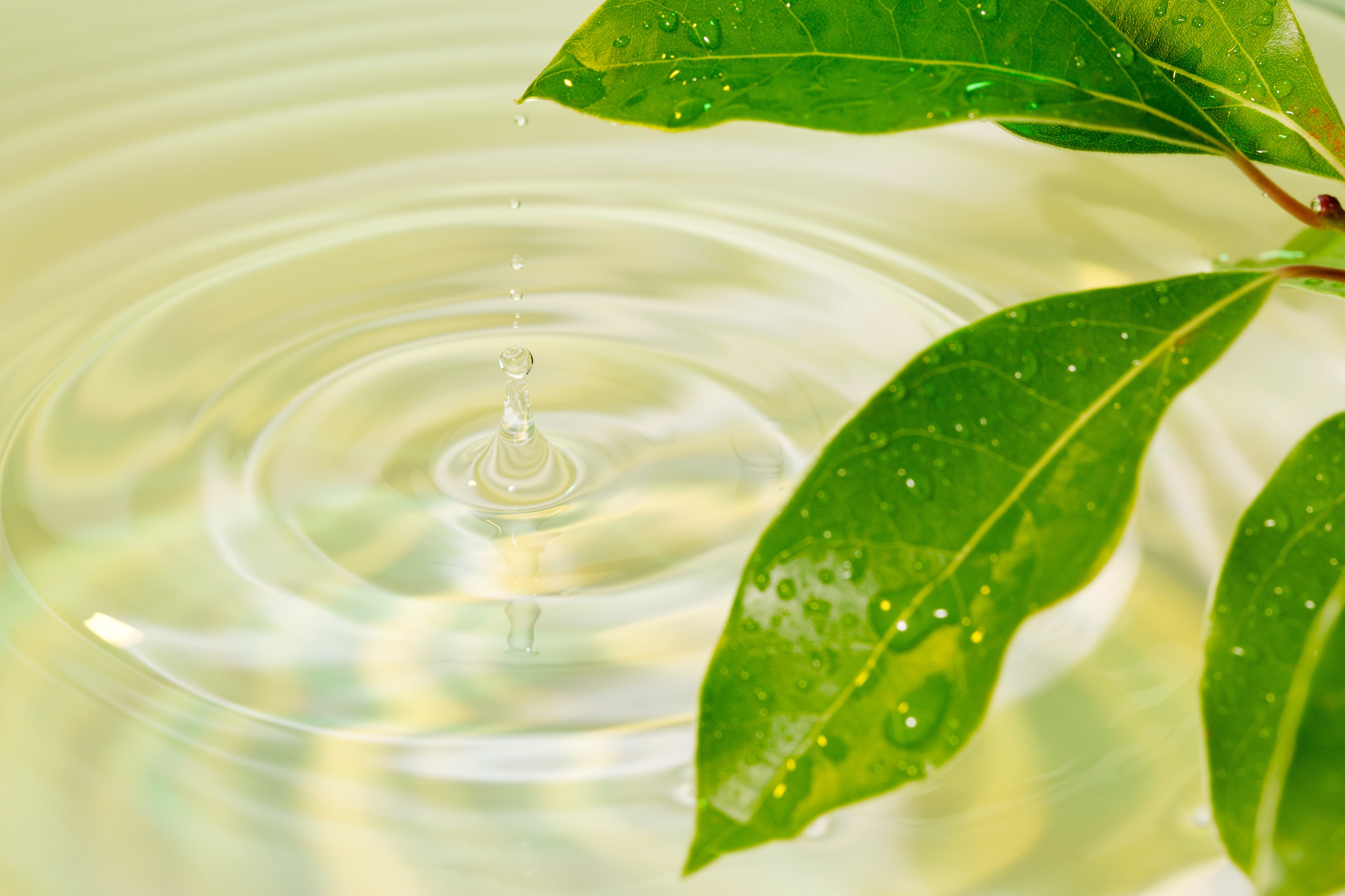 オーガニックお香で心と体に優しい暮らしを