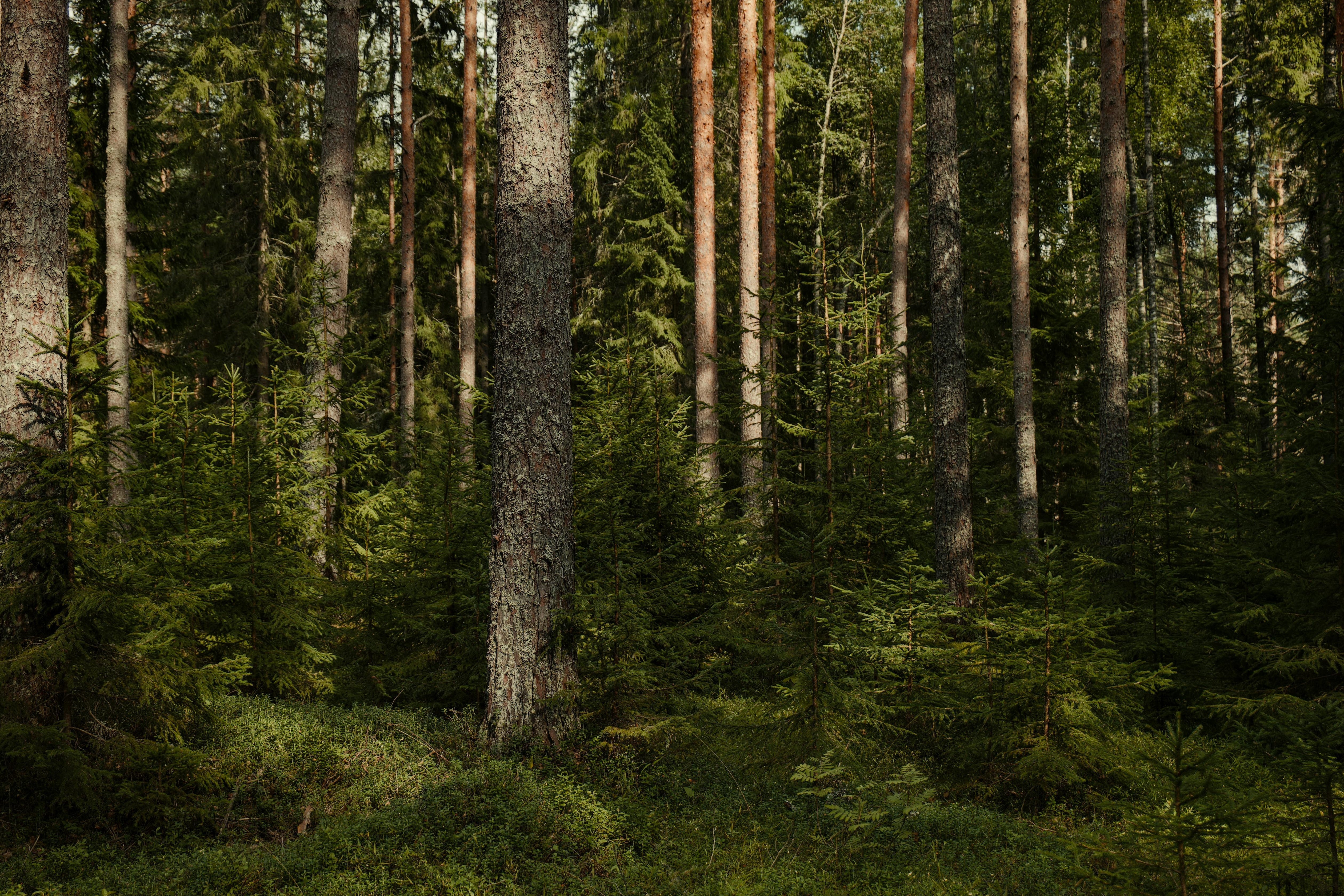 香りは、自然との関係の中にある